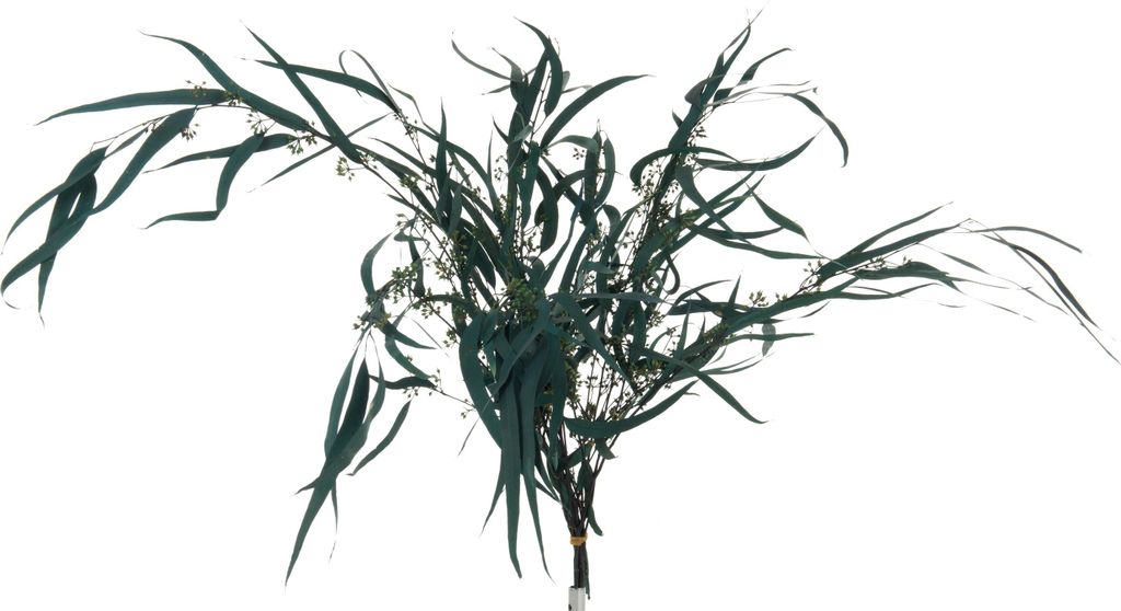 Bündel eukalyptus wild getrocknet grün