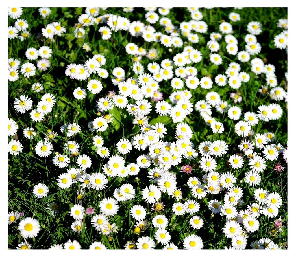 Wiesengänseblümchen - Bellis perennis - Gänseblümchen - Blume - 1000 Samen