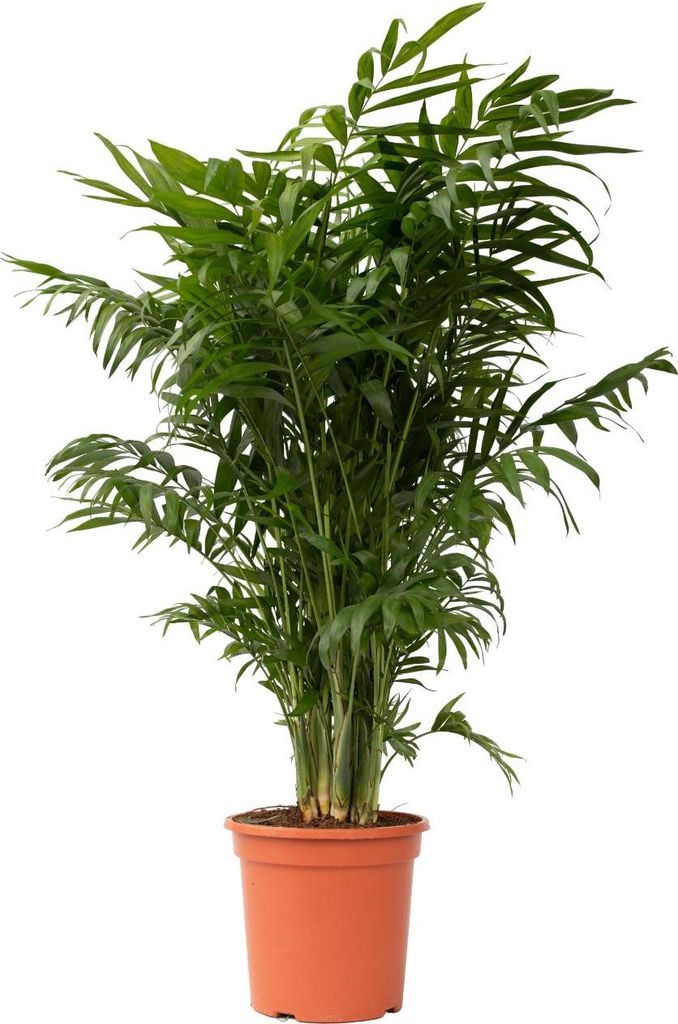 Bergpalme - Chamaedorea elegans - Höhe 80-90cm - 20cm