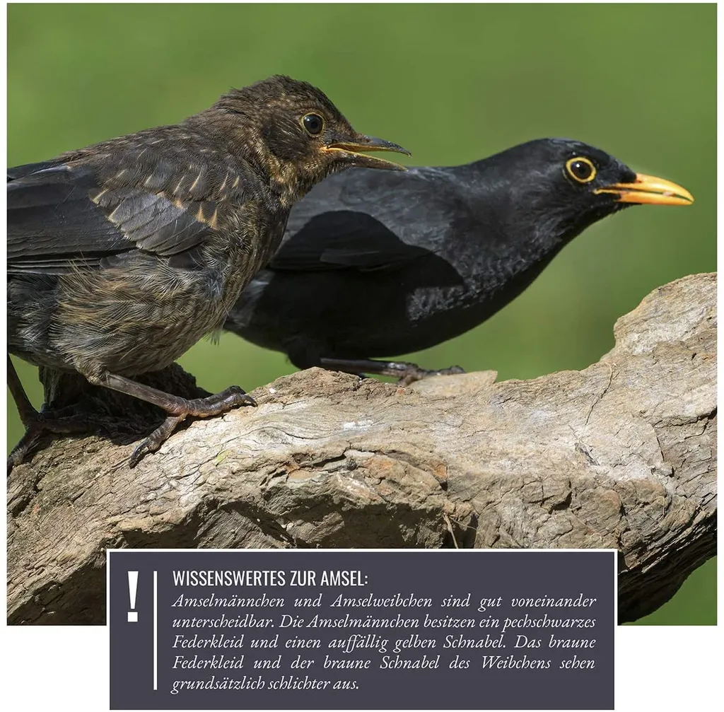 Nichoir merle robuste : protégez les oiseaux avec ce bois massif vissé