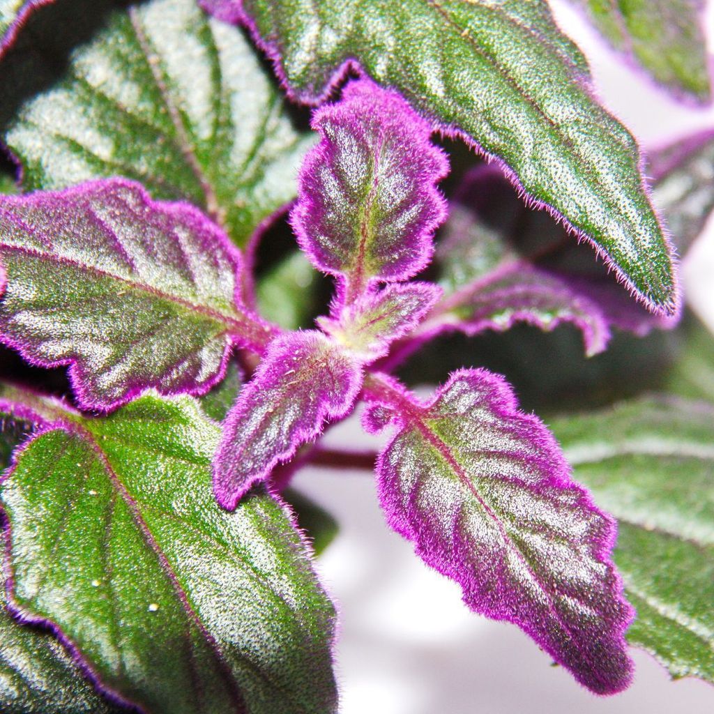 Gynura Purple Passion - Samtblatt - Samtnessel - Produktbild 3