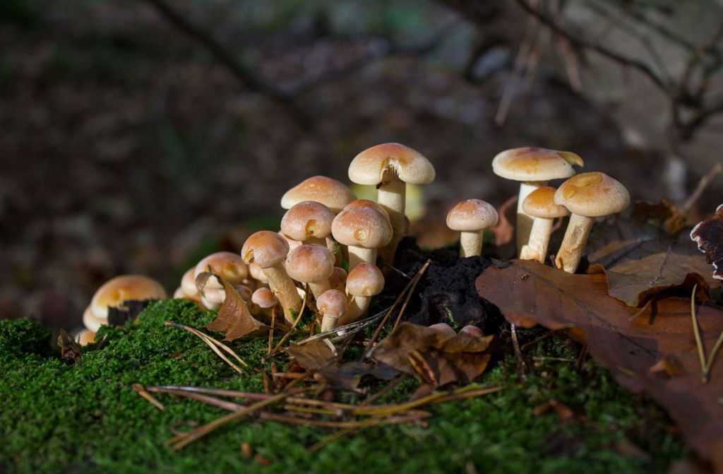 hansepuzzle 43467 - Pilze Puzzle, 500 Teile, Natur, 46,0 x 30,0cm mit hochwertiger Aufbewahrung, Kartonbox und wiederverschließbarem Beutel