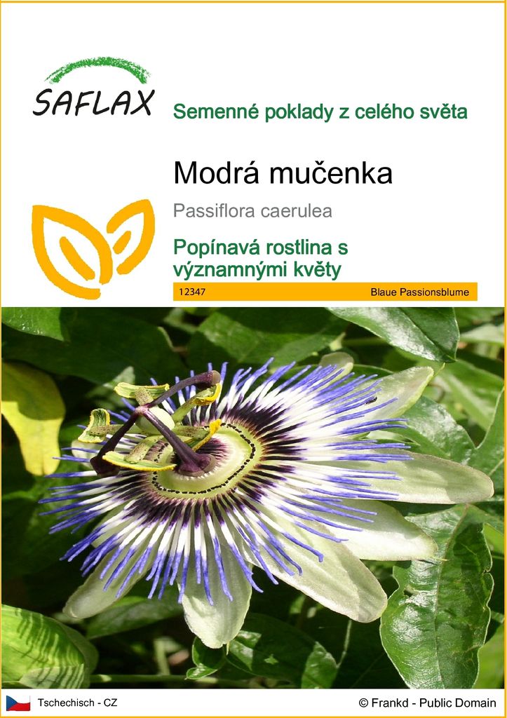 SAFLAX - Modrá mučenka - Passiflora caerulea - 25 Semena Obrázek produktu 