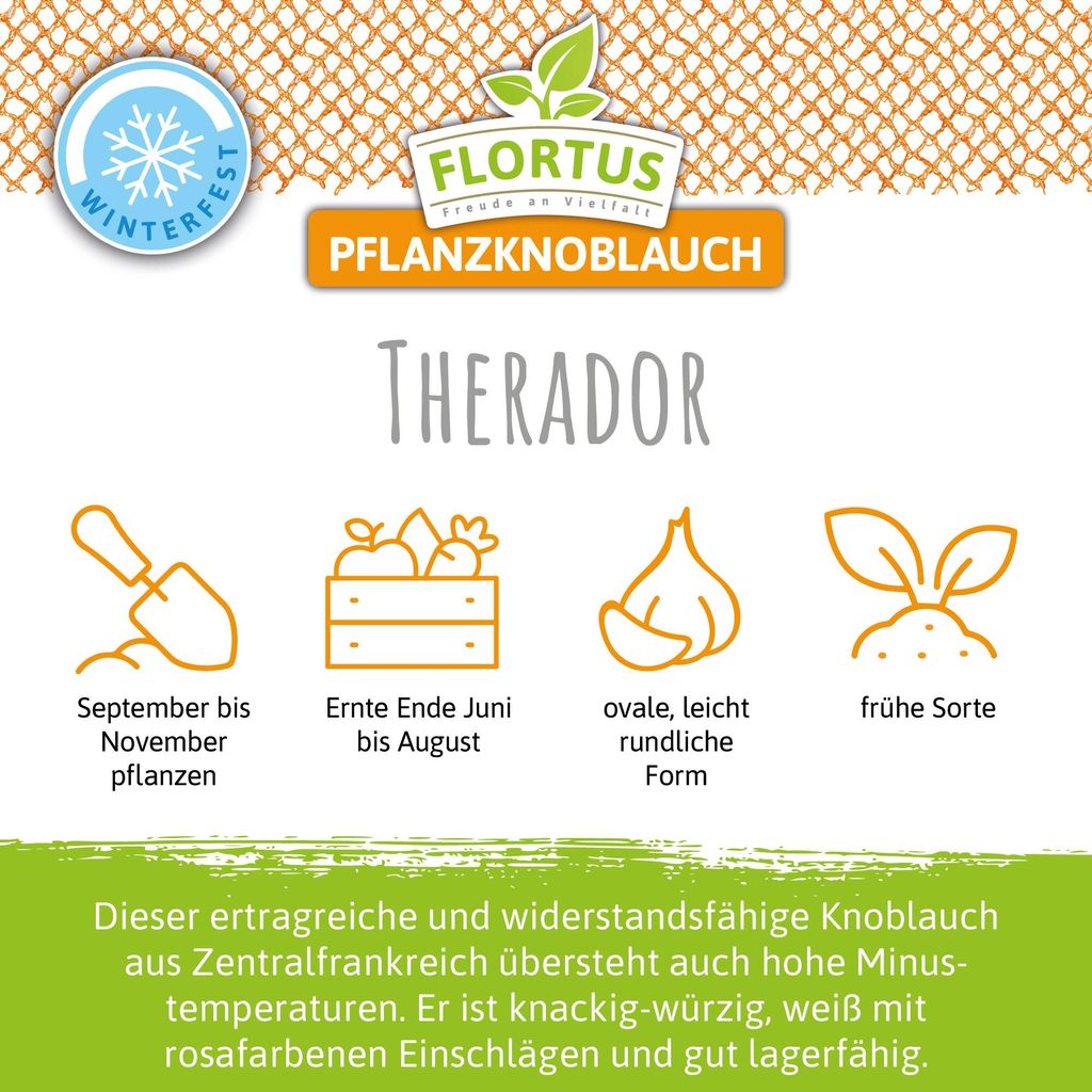 Artikelbild 7 von 'Winterpflanzknoblauch Therador' aus der Kategorie Pflanzknoblauch