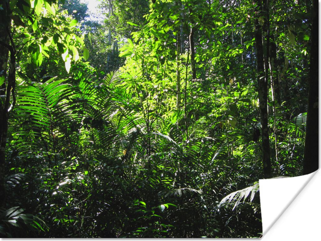 MuchoWow Poster Regenwald Brasilien Fotodruck 80x60 cm - Kunst für zu Hause