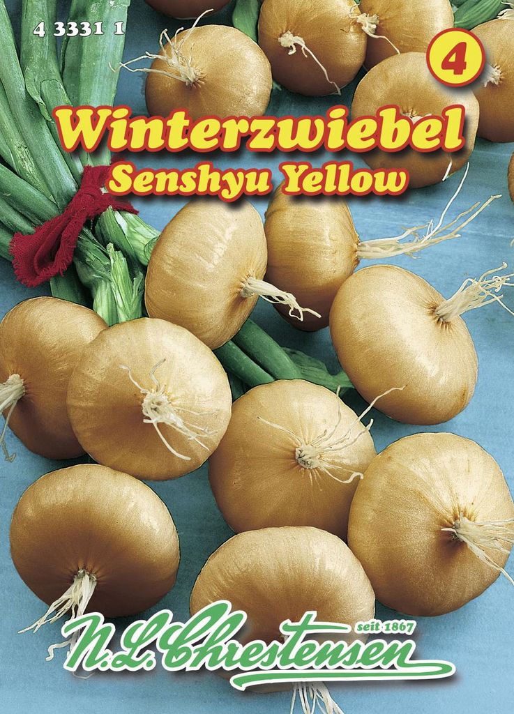 Zwiebel Senshyu Yellow Winterzwiebeln | Zwiebelsamen von Produktbild 