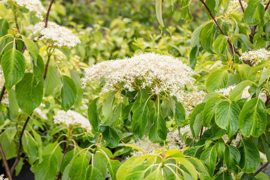 Cornus controversa 'Lucia', Etagen-Hartriegel, 50–60 cm, auffälliges Laub