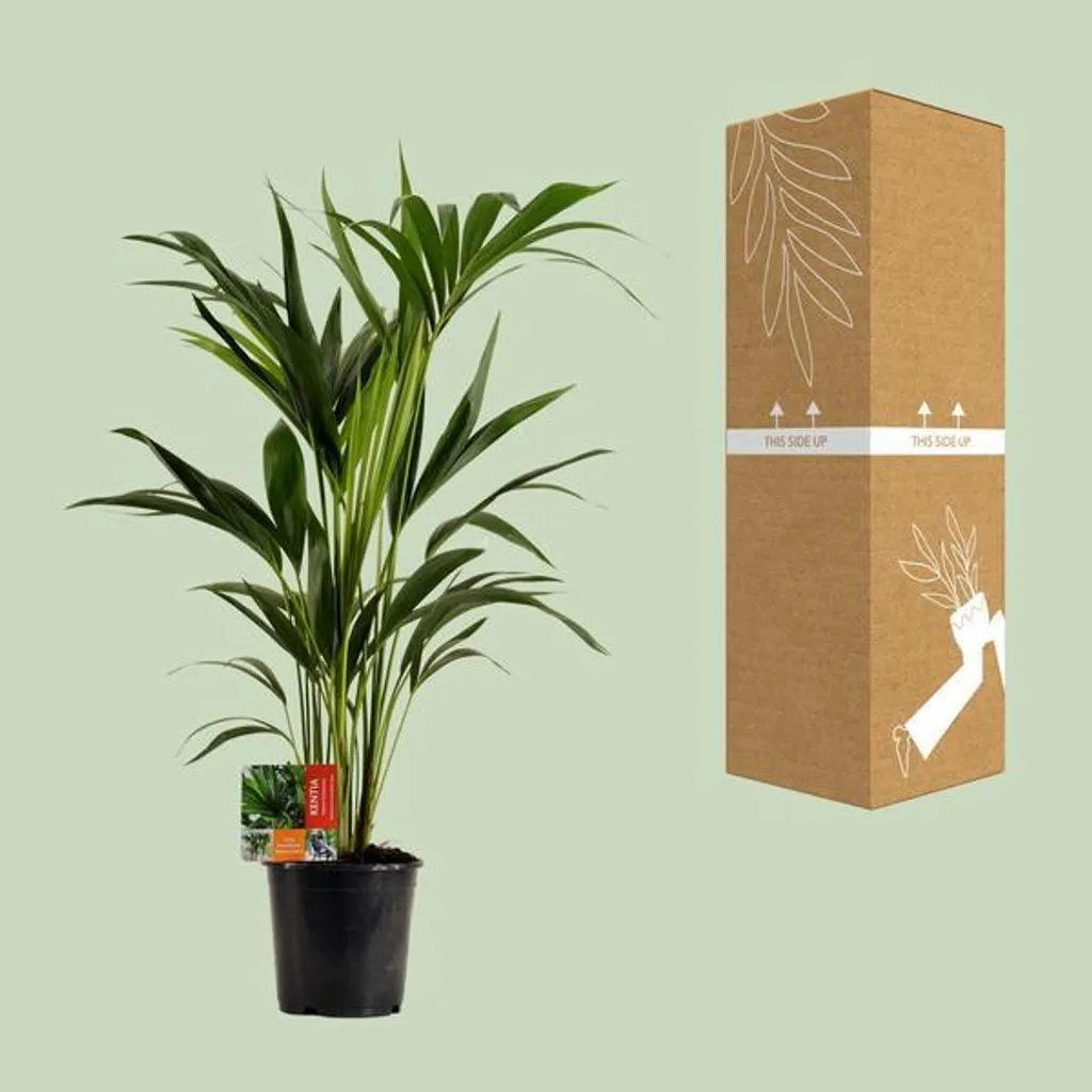 Palmier Kentia Howea forsteriana Ø 19 cm, 100 cm - Plante verte d'intérieur - 3