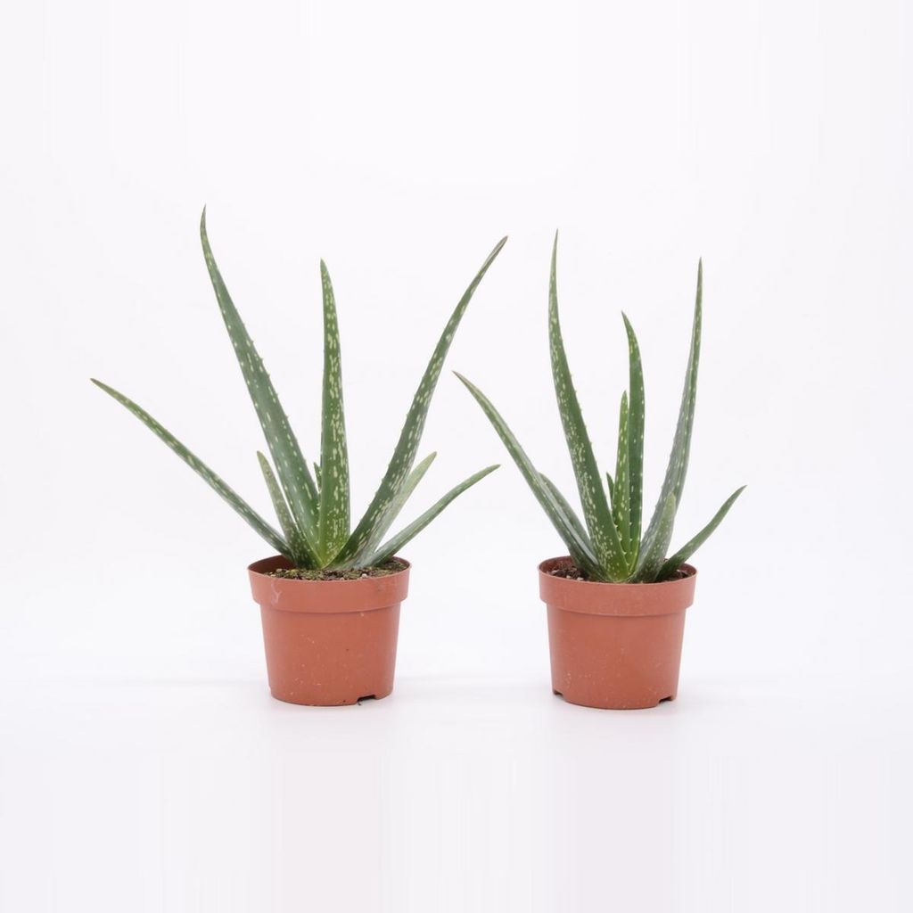 Plante d'aloe vera 25 cm - véritable aloe vera - plante Image du produit 