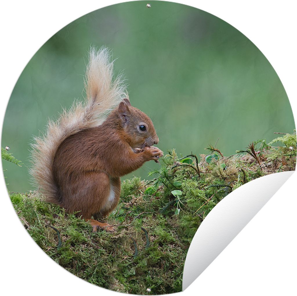 MuchoWow Gartenposter Outdoor-Poster Rund Eichhörnchen - Wald - Moos Ø 60 cm Gartendeko Rundes Poster draußen