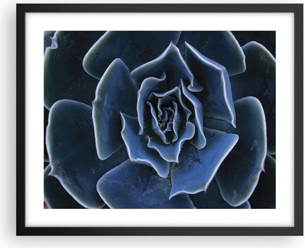 Gerahmtes Poster - Schwarzer Rahmen - Blau Kaktus Blume - 50x40 cm - Wand Bild - Wanddeko - Wandbilder - Kunstposter - Wandposter - Bilderrahmen - ...