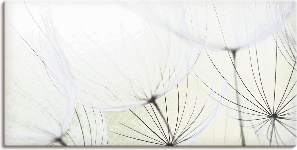 ARTland Leinwandbild Pusteblumen-Samen aufgehellt Größe: 100x50 cm