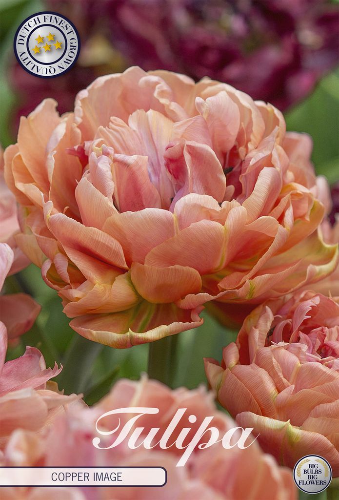 Tulpe Copper Image (5 Stück) | Tulpenzwiebeln von Sam van Schooten
