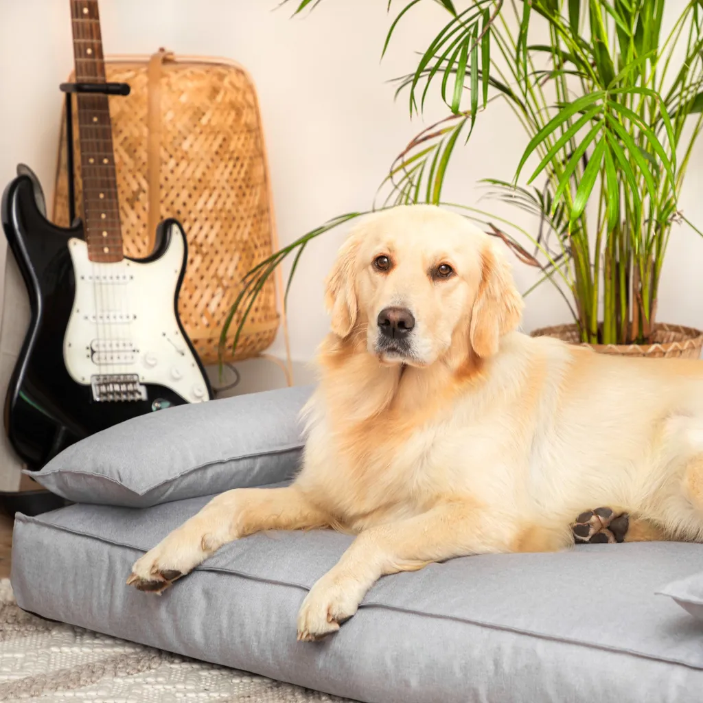Divano Ortopedico Cani 99x66 cm - Cuscino Ergonomico per Articolazioni - 6