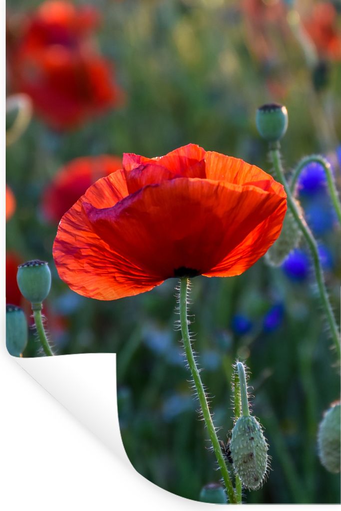MuchoWow Wandtattoo Wandsticker Wandaufkleber Bunte Mohnblumen in den Niederlanden 80x120 cm Selbstklebend und Repositionierbar - Repositionierba...