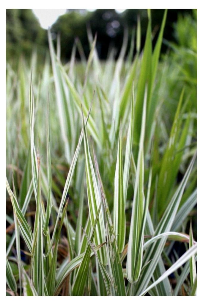 Phalaris arundinacea 'Picta' - Rohrglanzgras, weiß gestreift - 2er-Set in 9x9cm Töpfen - heimisch - winterhart