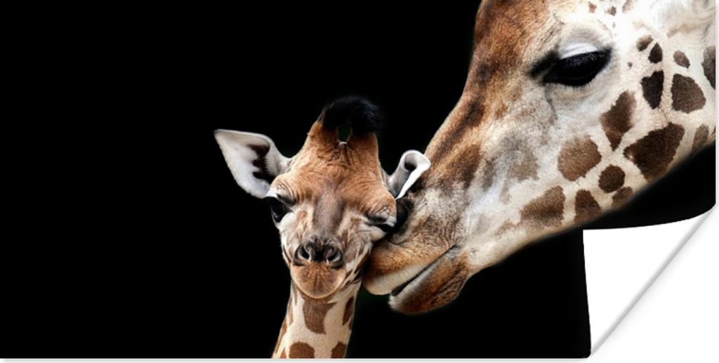 MuchoWow Poster Giraffe - Tiere - Schwarz - Porträt - Tiere 150x75 cm - ohne Rahmen