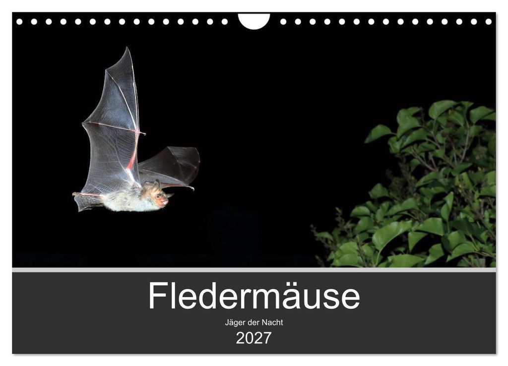 Fledermäuse - Jäger der Nacht (Wandkalender 2027 DIN A4 quer), CALVENDO Monatskalender