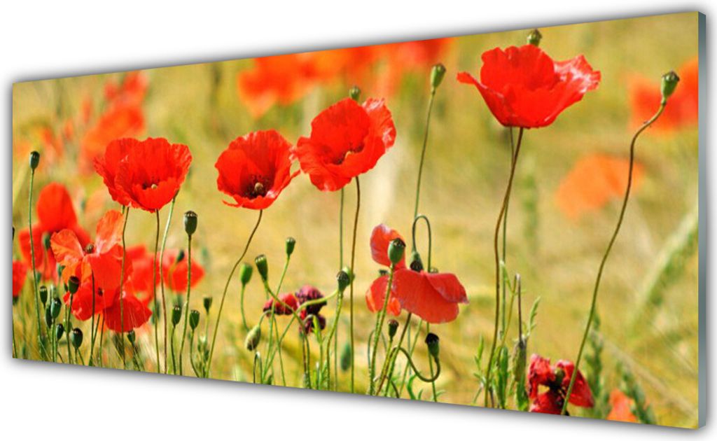 Acrylglasbilder 125x50 Wandbild Druck Mohnblumen Natur
