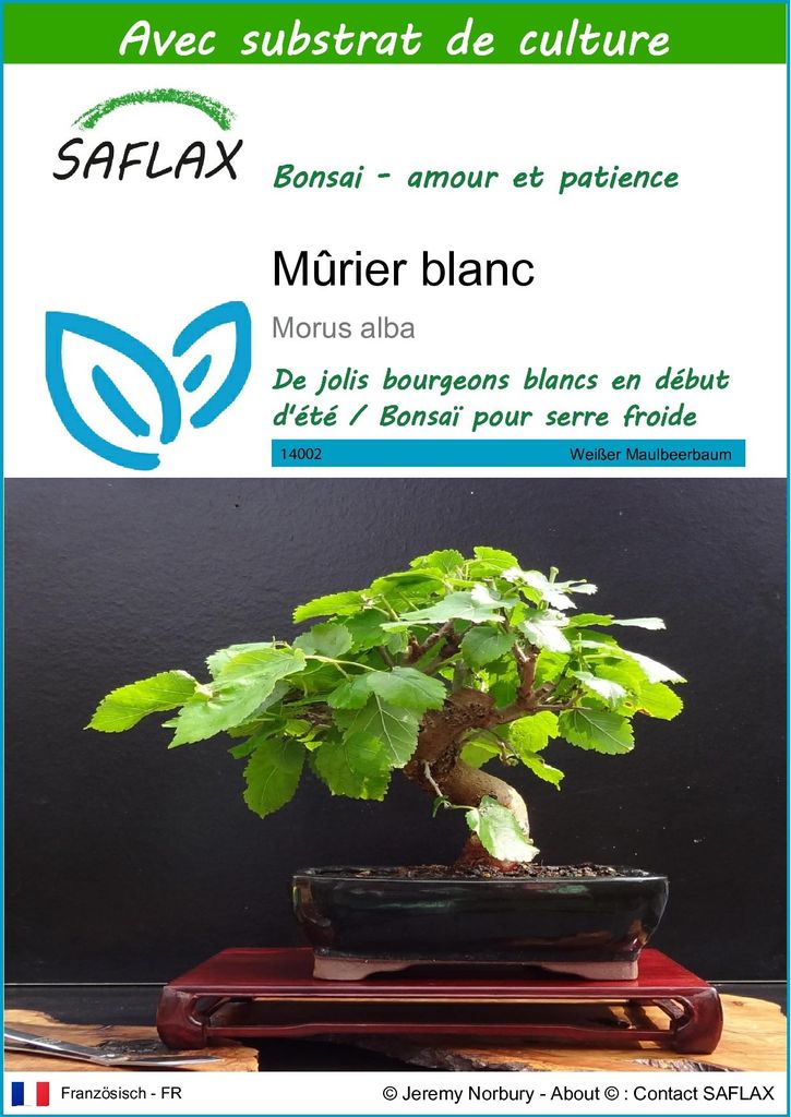SAFLAX  - Mûrier blanc - 200 graines - Avec substrat - Image du produit 