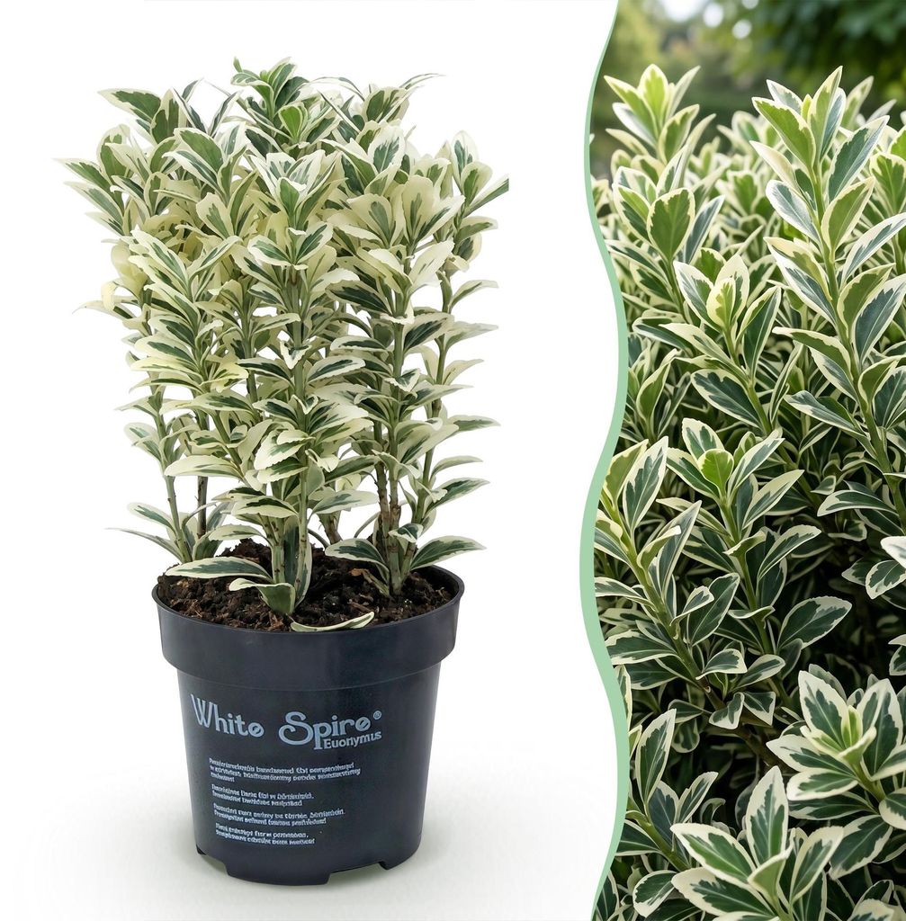 Green boutiQ - 24x Euonymus japonicus White Spire - Produktbild 