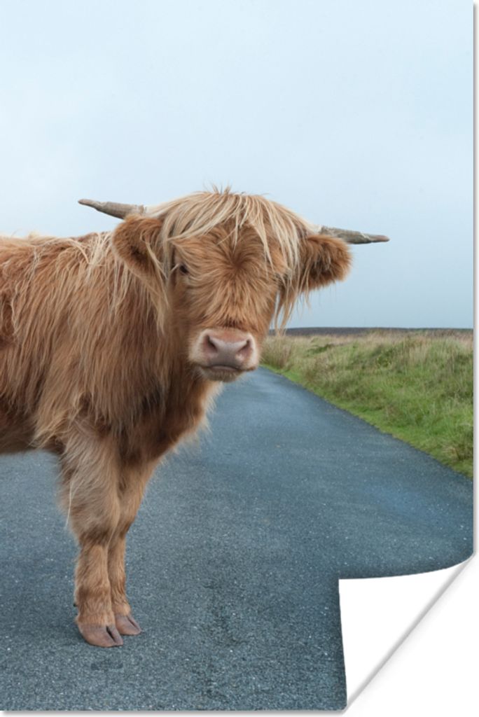 MuchoWow Poster Scottish Highlander - Straße - Gras 20x30 cm - Papierdruck
