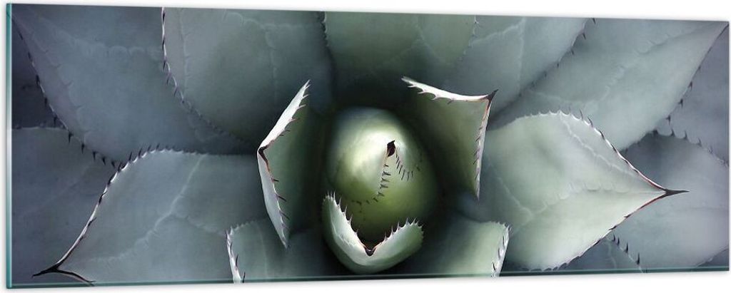 Bilder auf glas - Einteilig - Blau Blätter Agave - 90x30cm - Glasbilder - Wandbilder - Bilder - zum Aufhängen bereit - Wanddekoration aus Glas - ...