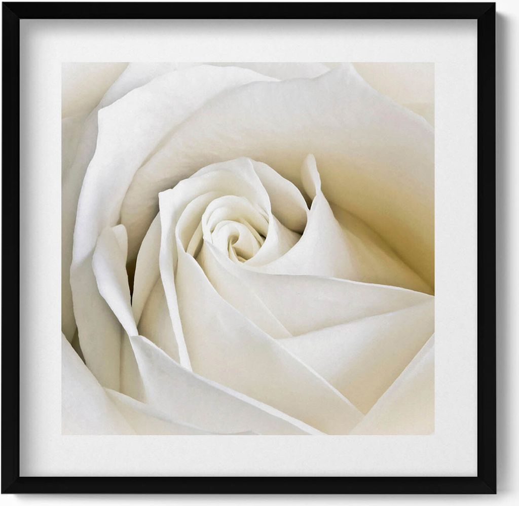 Zarte weiße Rosenblüten– Wandbild mit Rahmen – Gerahmtes Bild – Wanddekoration – 50x50 cm – Schwarz Rahmen