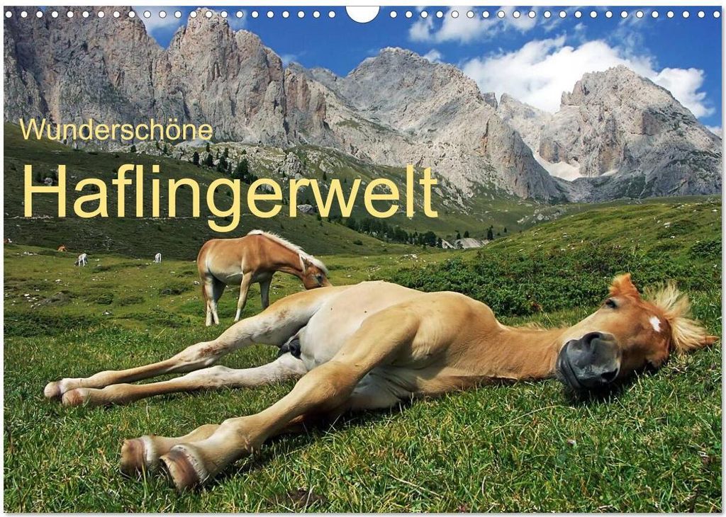Wunderschöne Haflingerwelt (Wandkalender 2026 DIN A3 quer), CALVENDO Monatskalender