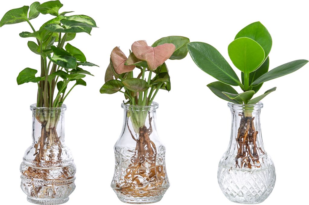 Dehner Waterplant Set, Wasserpflanzen in Vasen, 3-teilig, Produktbild 