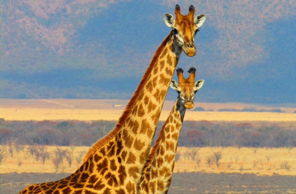 hansepuzzle 79093 - Giraffen Puzzle, 500 Teile, Natur, 46,0 x 30,0cm mit hochwertiger Aufbewahrung, Kartonbox und wiederverschließbarem Beutel
