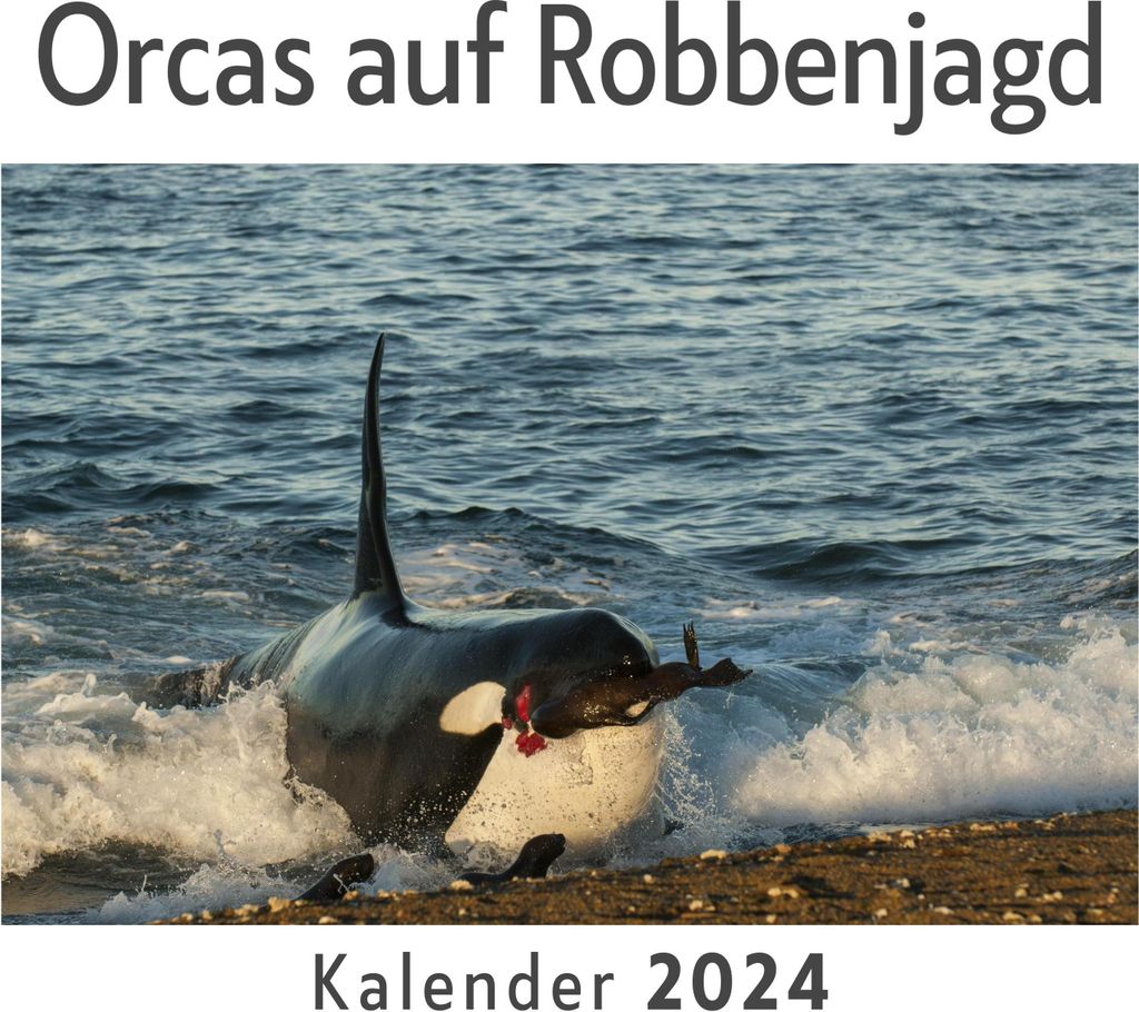Orcas auf Robbenjagd (Wandkalender 2024, Kalender DIN A4 quer, Monatskalender im Querformat mit Kalendarium, Das perfekte Geschenk)