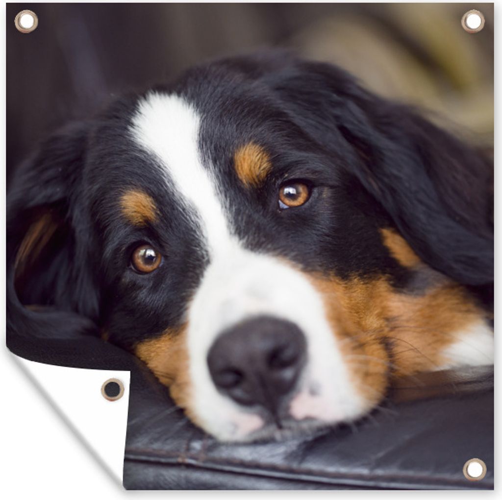 MuchoWow 50x50 cm Outdoor-Poster Gartendeko Sichtschutz Garten Poster für den Garten Ein Berner Sennenhund liegt auf dem Sofa