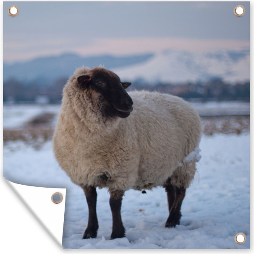 MuchoWow 50x50 cm Outdoor-Poster Gartendeko Sichtschutz Garten Poster für den Garten Schaf - Schnee - Berg