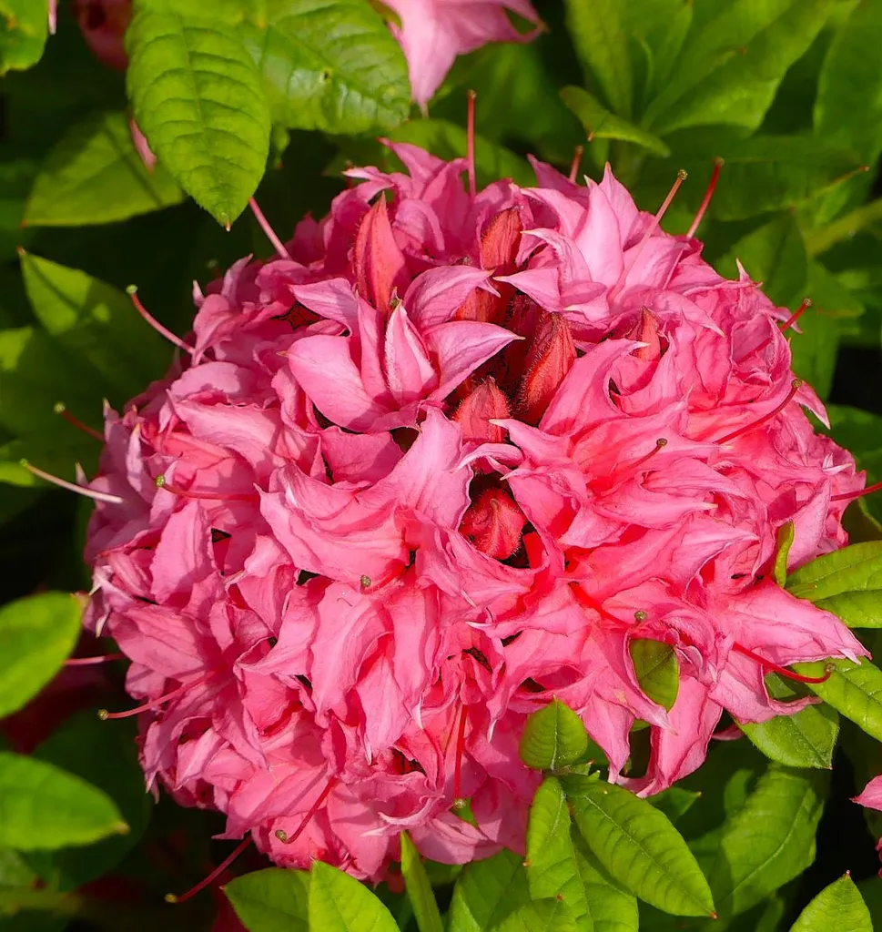 Azalée Homebush 80-100 cm - Floraison rose double et parfumée sur tige