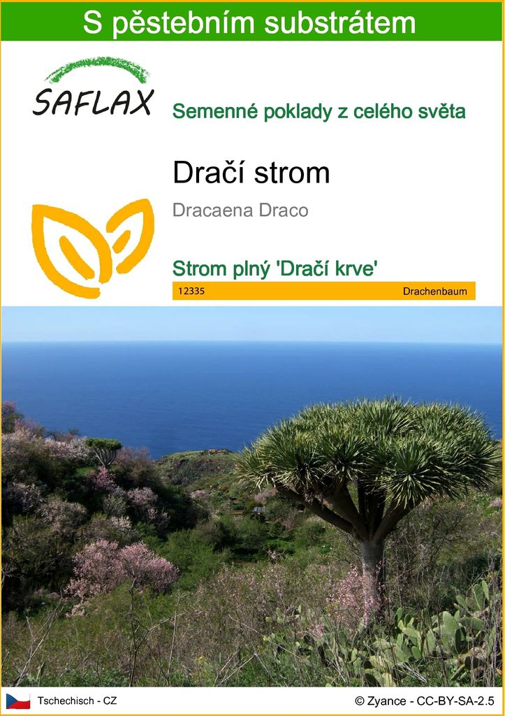SAFLAX - dračí strom - Dracaena Draco - 5 Semena - S Obrázek produktu 
