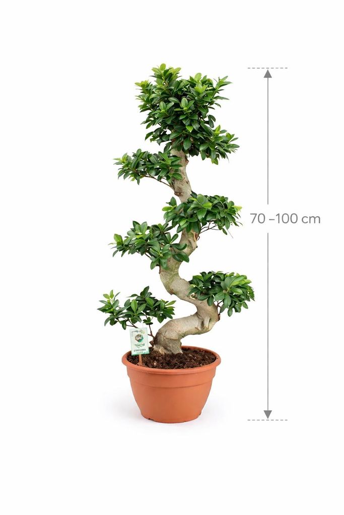 Bonsai Ficus Microcarpa Ginseng (ksztat litery S)  70100
