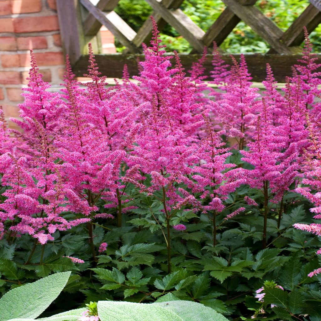 Astilbe Tawułka arendsa Maggie Daley 1 pz. Piantina Immagine del prodotto 