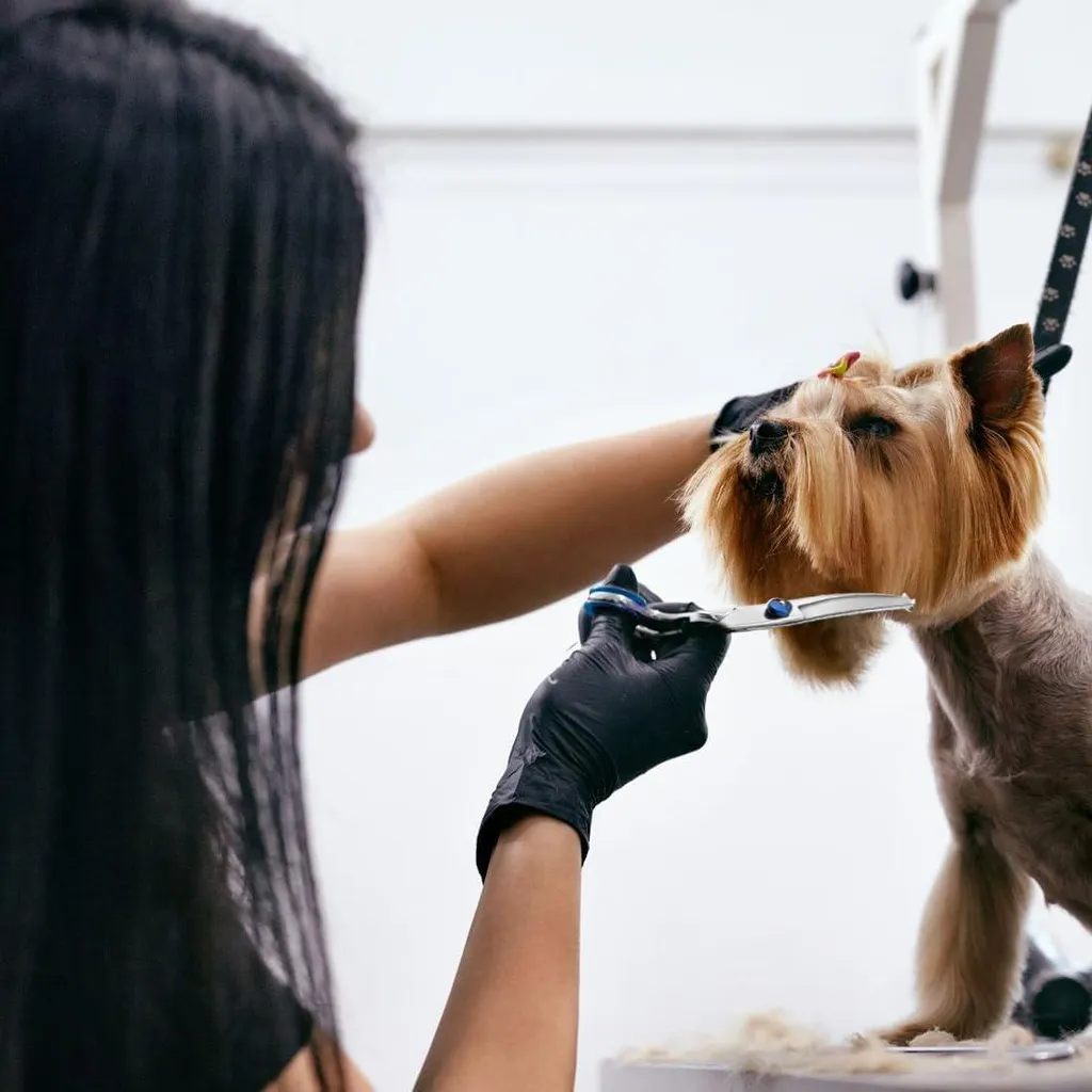 Ciseaux de toilettage courbes pour animaux - Set de finition ergonomique