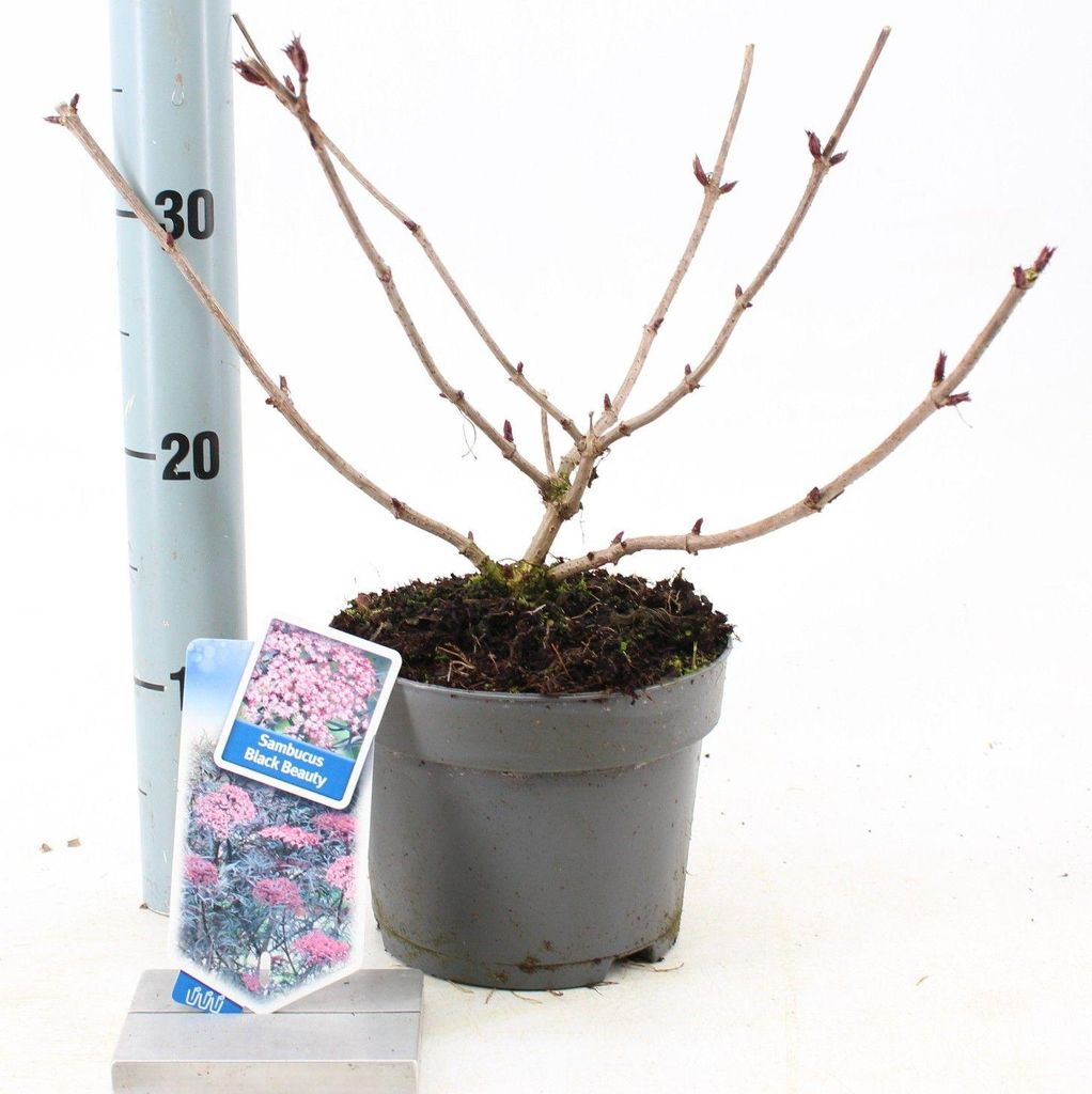 Sambucus nigra Black Beauty ('Gerda'PBR) - Holunder | 20-25 cm im Topf