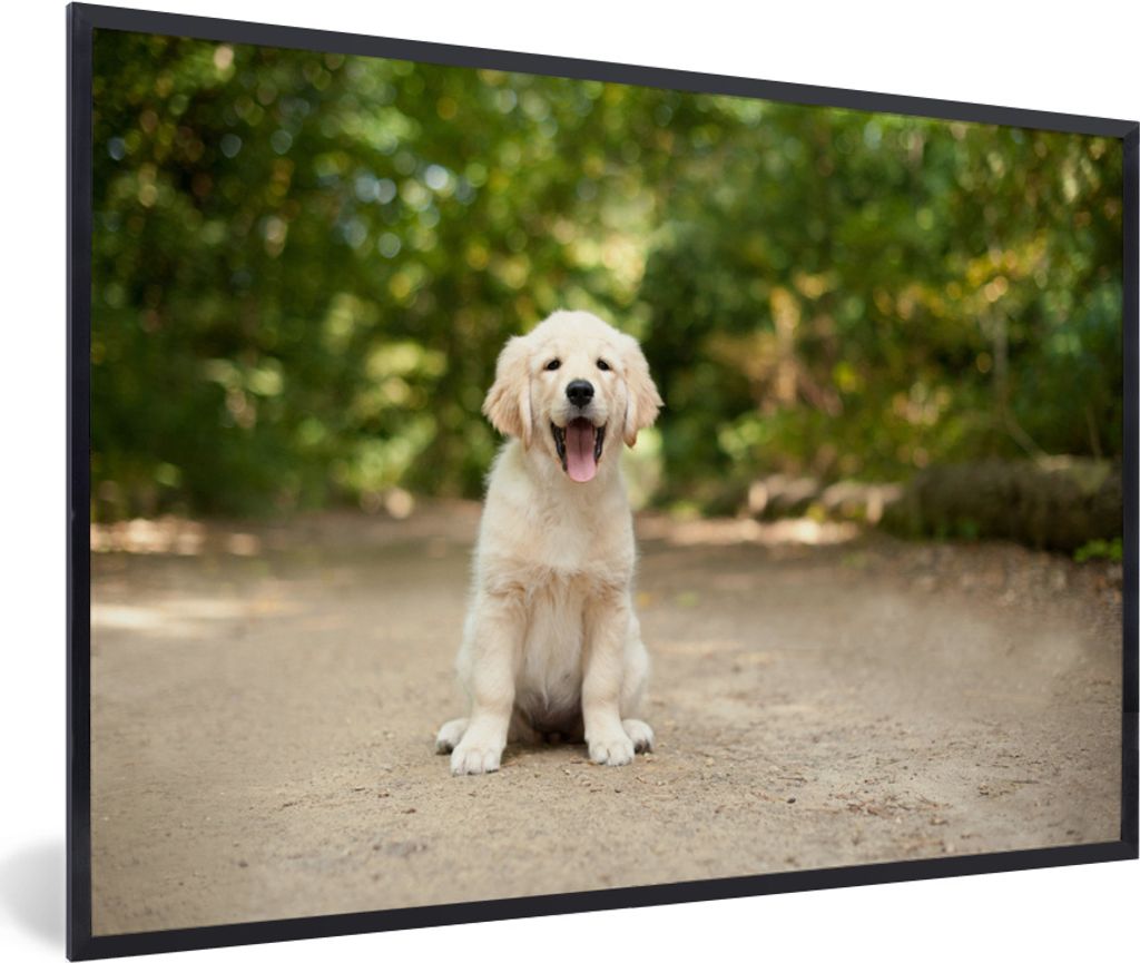 MuchoWow MuchoWow Gerahmtes Poster Labrador Retriever Welpe sitzt auf einem Waldweg 60x40 cm - Poster mit zchwarzem Bilderrahmen - Printing - W...
