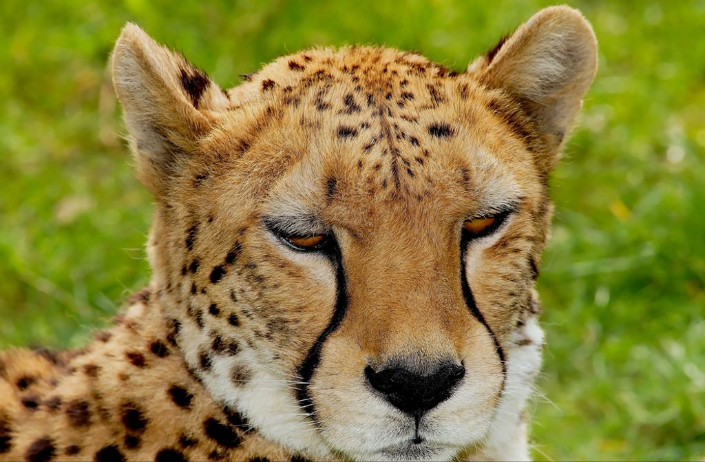 hansepuzzle 83270 - Gepard Puzzle, 500 Teile, Natur, 46,0 x 30,0cm mit hochwertiger Aufbewahrung, Kartonbox und wiederverschließbarem Beutel