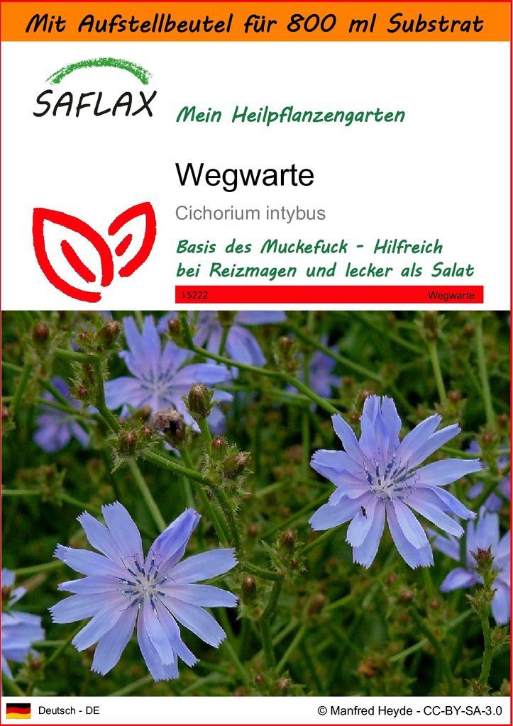 SAFLAX - Garden in the Bag - Heilpflanzen - Wegwarte - 250 Samen - Mit Anzuchtsubstrat im praktischen, selbst aufstellenden Beutel - Cichorium intybus