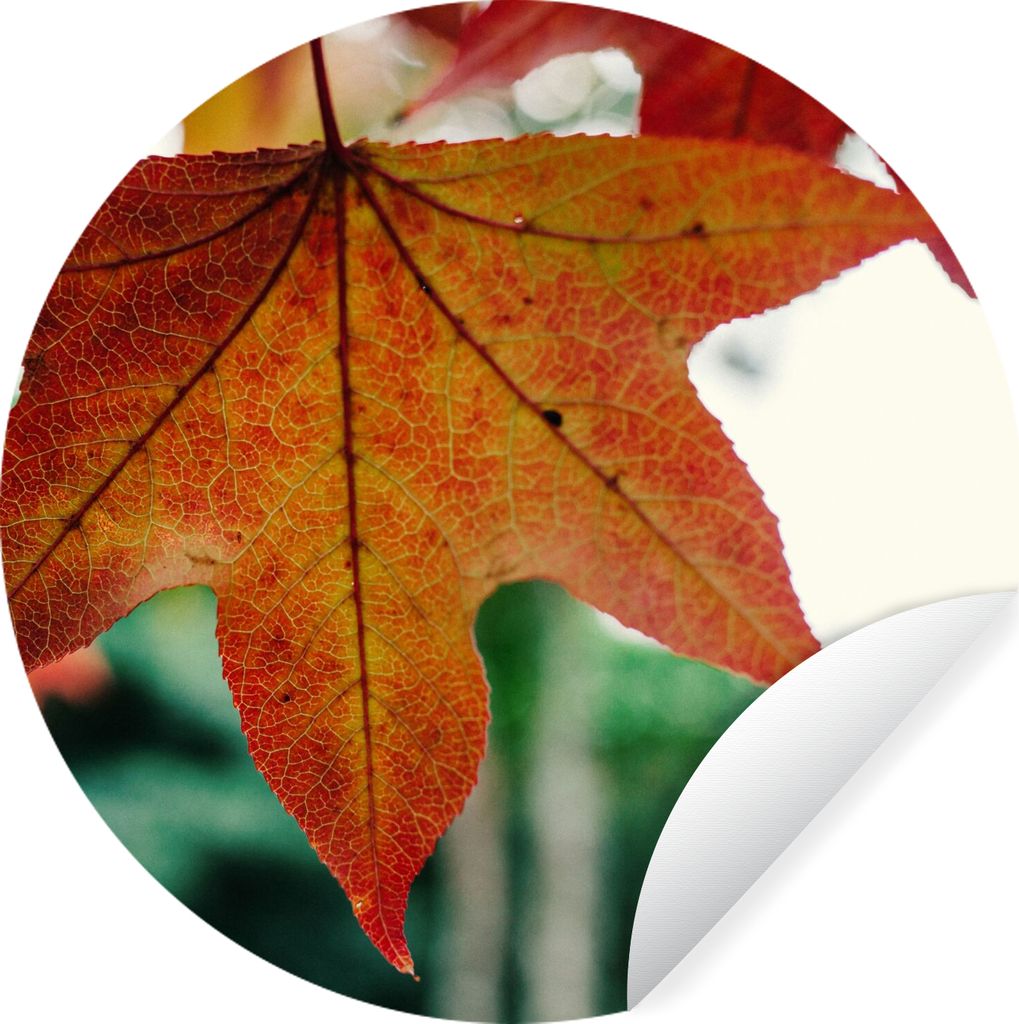 MuchoWow Runde Wandtattoo - Wandsticker Tapete Aufkleber Herbst - Landleben - Blätter - Jahreszeiten - Landleben Ø 30 cm Selbstklebend und Repo...
