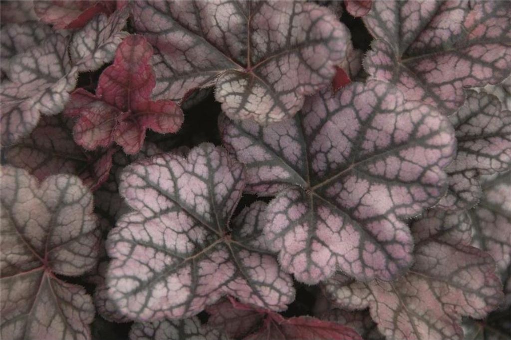 Heuchera "Little Prince" - Purpurglöckchen "Little Prince" Produktbild 