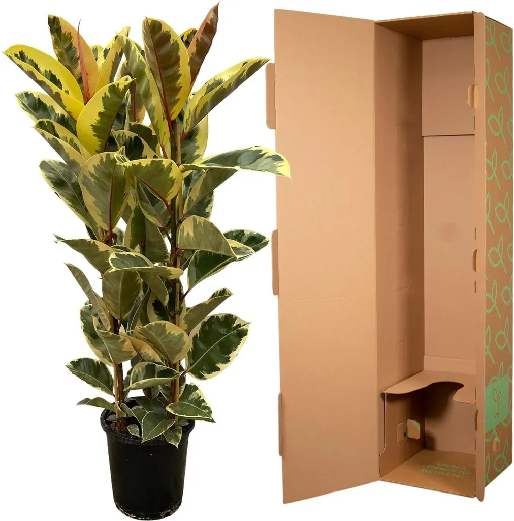 Ficus élastique panaché, grande plante d'intérieur décorative - 3