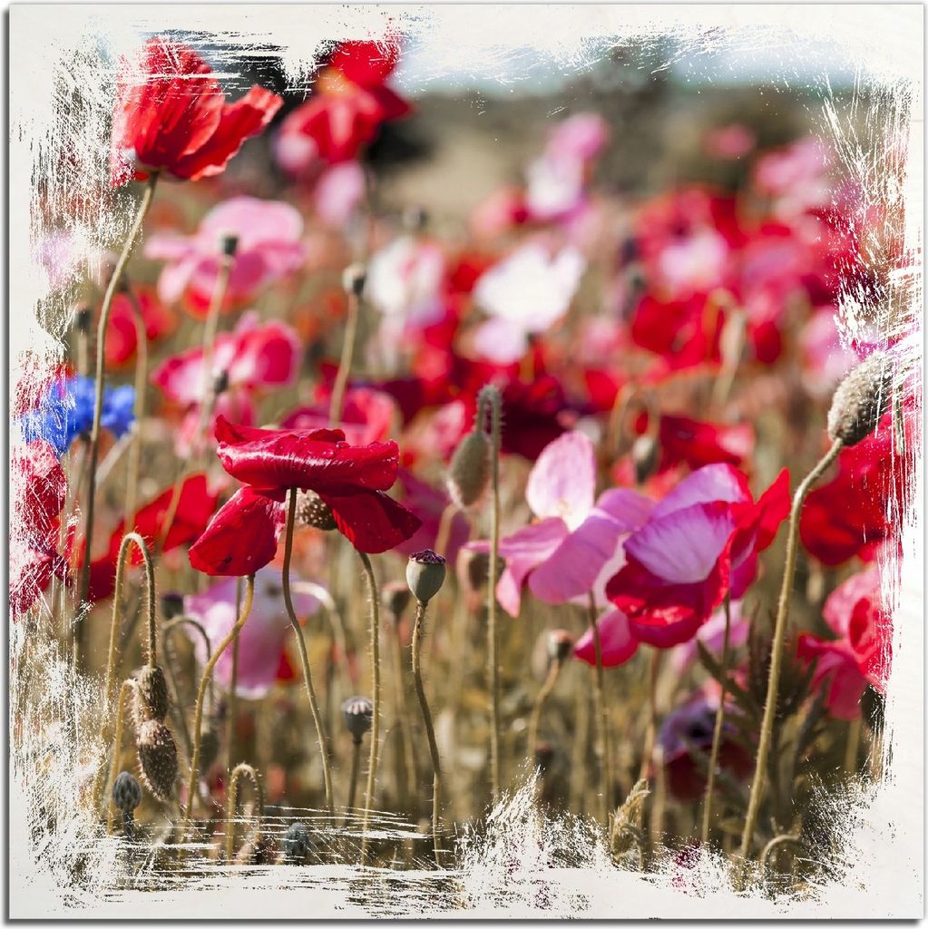 Kunstdrucke Wandbilder Holz in : Brillante Farben, Größe 50 x 50 cm Motiv Mohnblumen am Rande eines Feldes