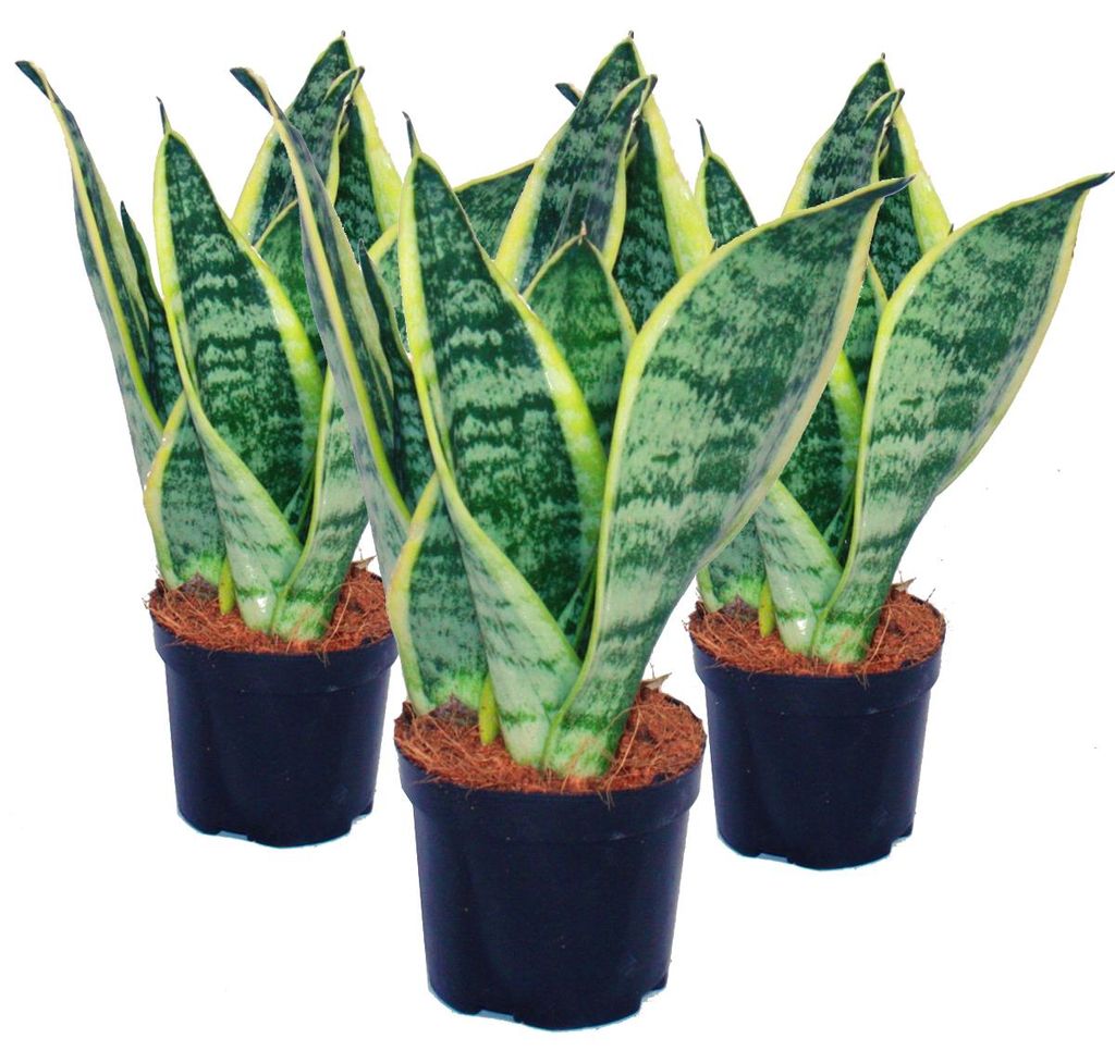 3er Set Sansevieria trifasciata - gelb-grüner Bogenhanf - 9cm Topf