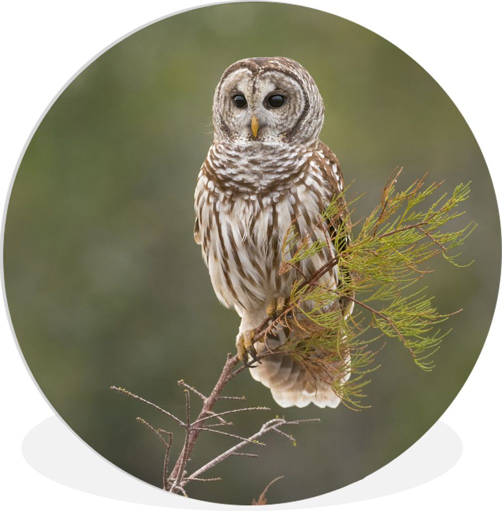 MuchoWow Rundes Wandbild - Runde Bilder Eule - Vogel - Zweig Ø 60 cm Kreis Wanddekoration Kunststoff - Wandkreis - Wandschmuck - Wand Kreis - Da...