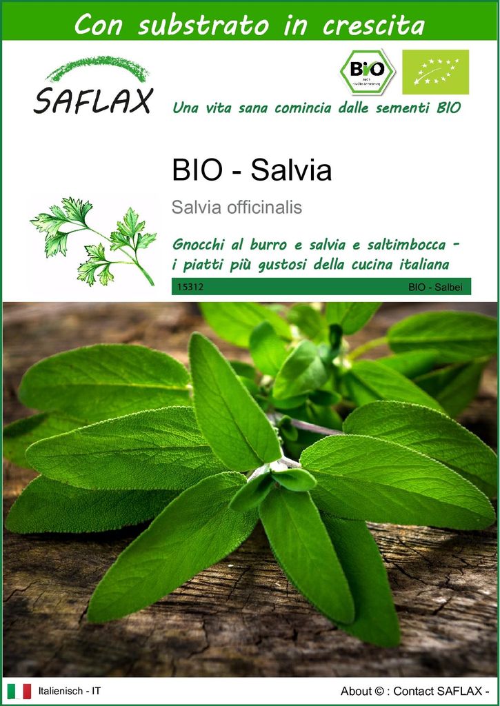 SAFLAX  -- Salvia - 60 semi - Con substrato - Salvia Immagine del prodotto 